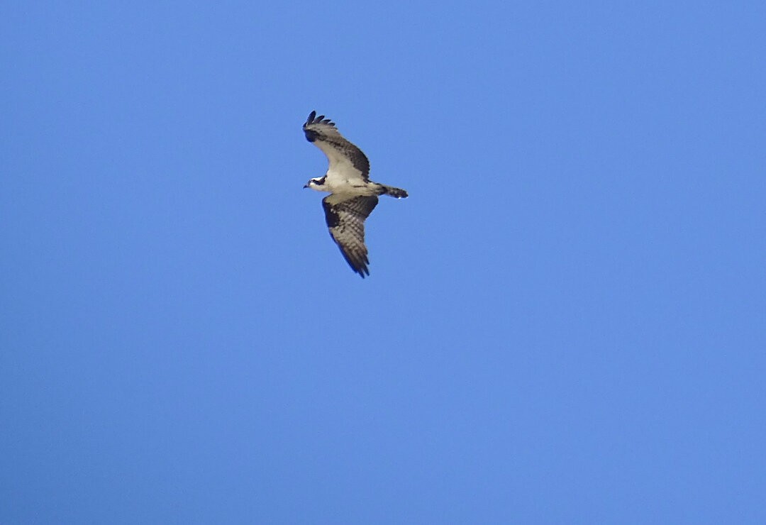 Osprey - ML647379673