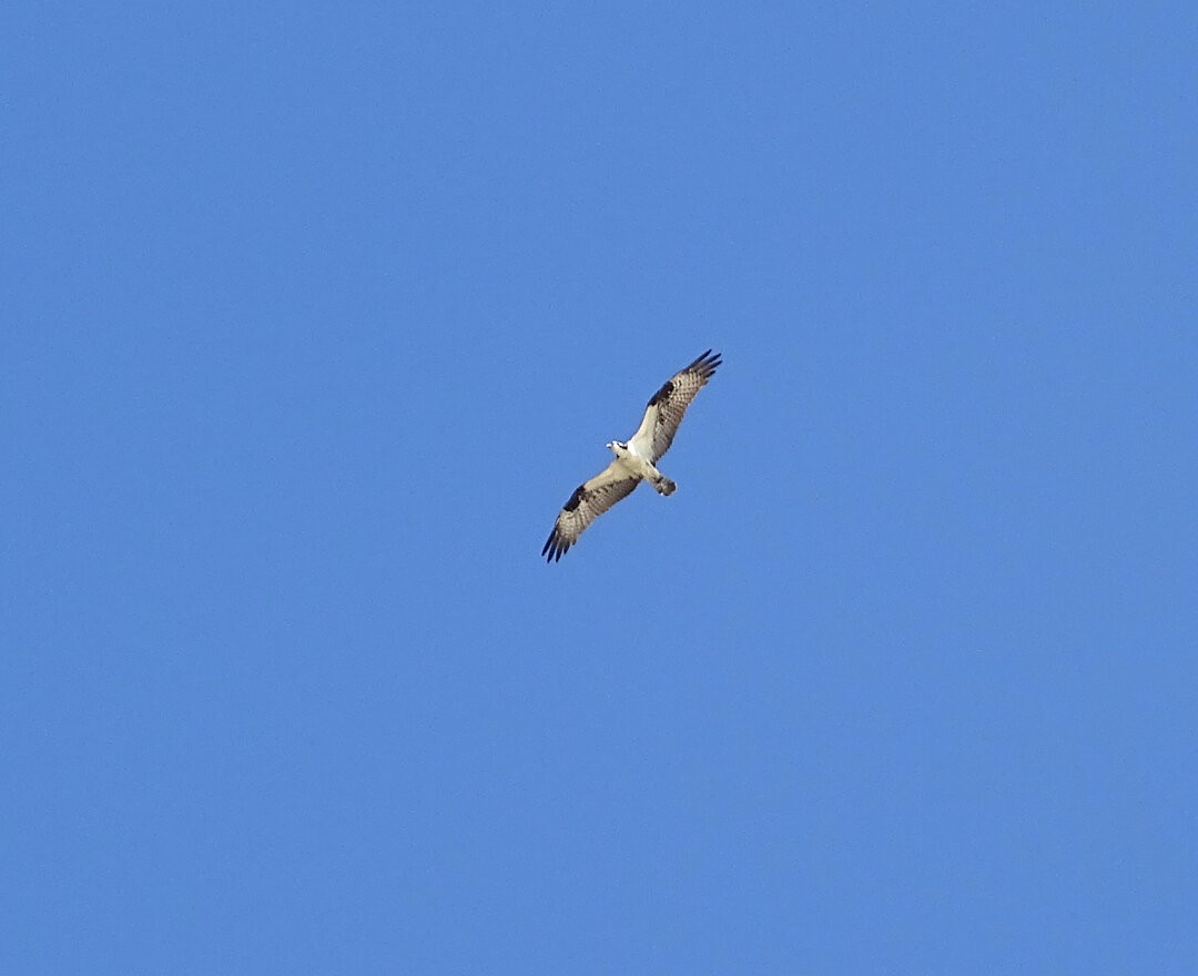 Osprey - ML647379674