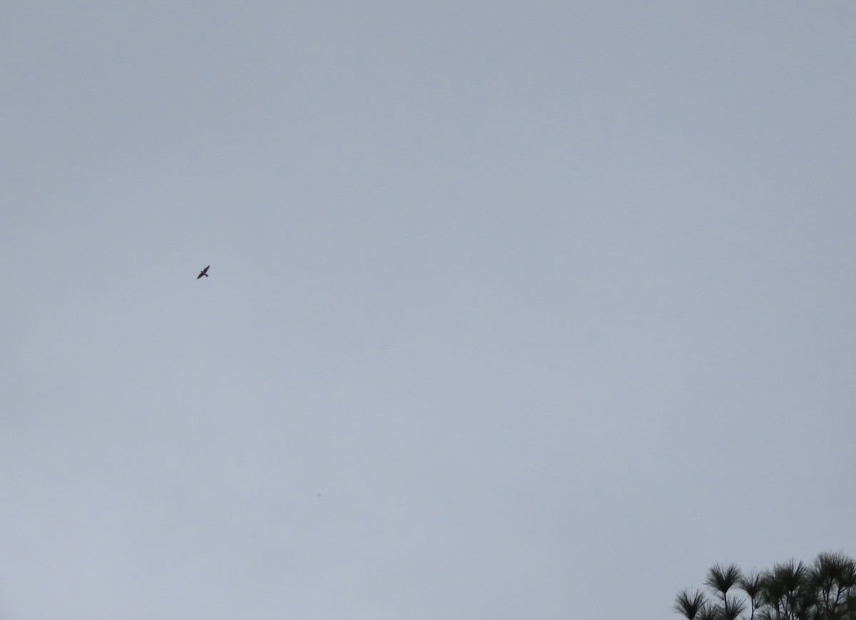 Tree Swallow - ML647379676