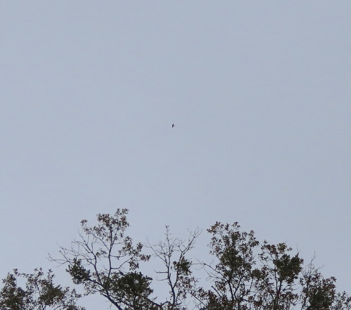 Tree Swallow - ML647379677