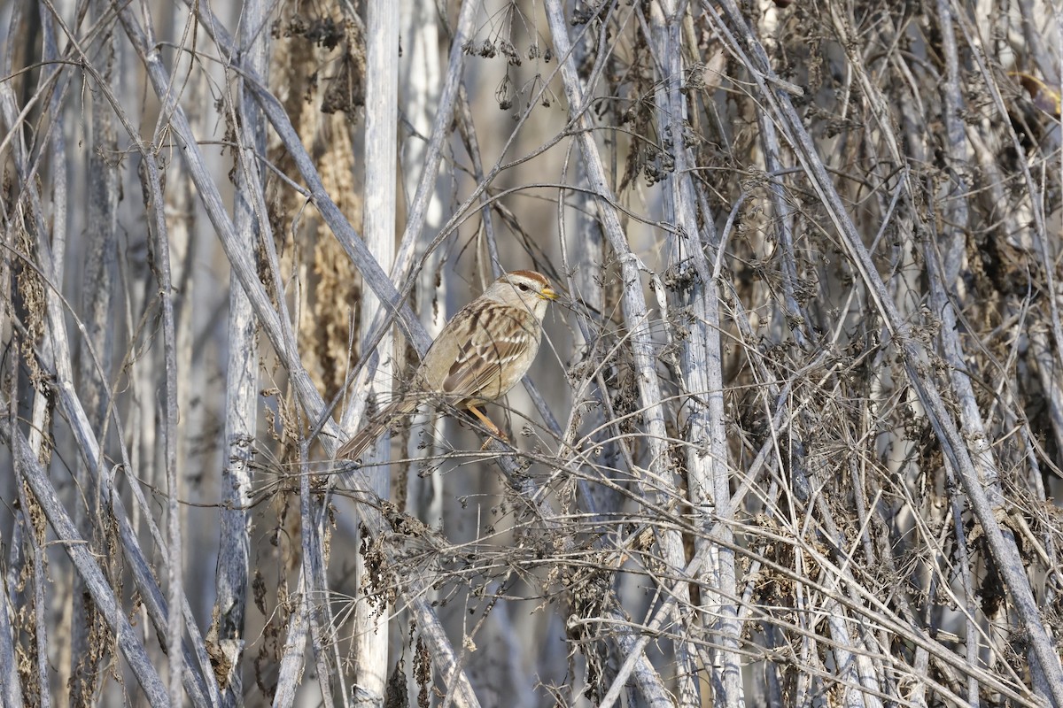 White-crowned Sparrow (Yellow-billed) - ML647379678