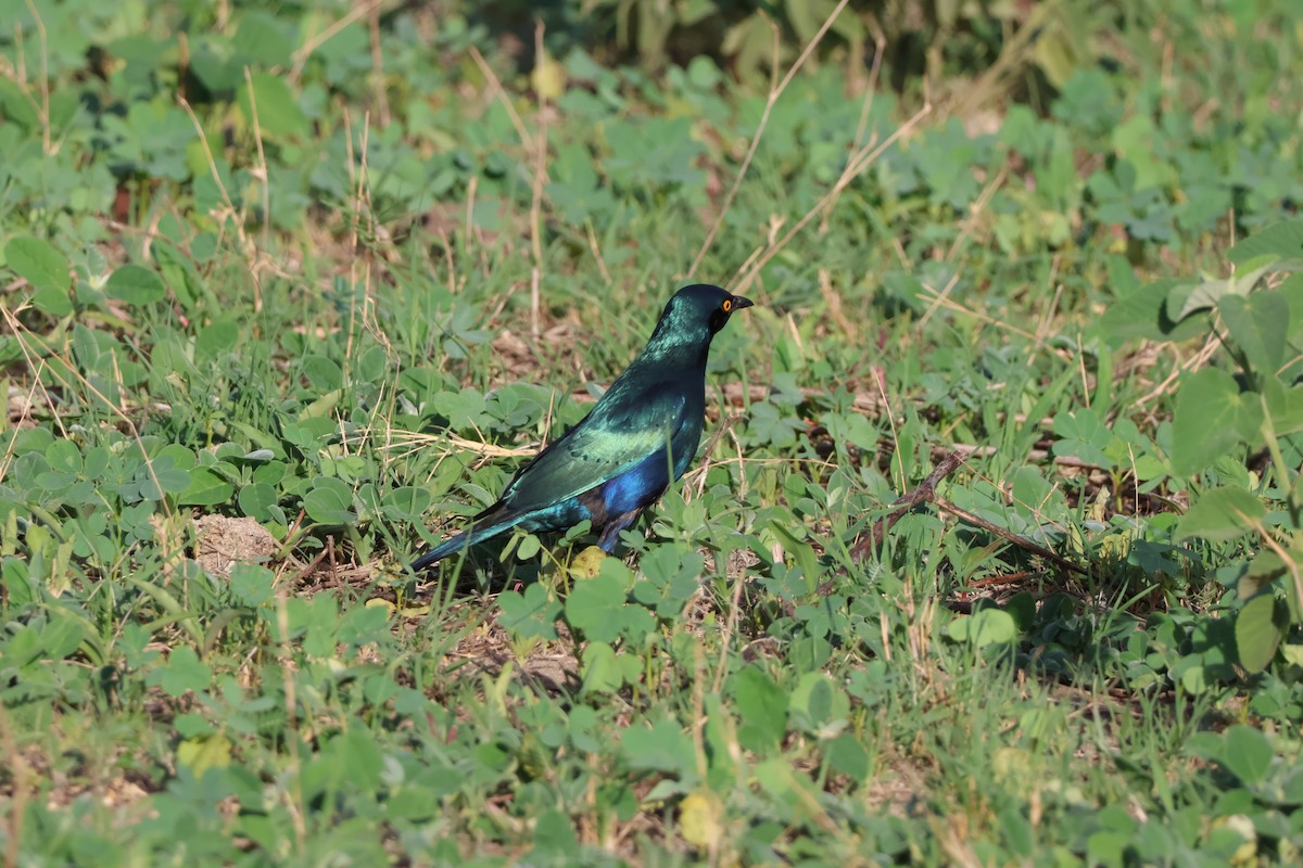 Greater Blue-eared Starling - ML647379679