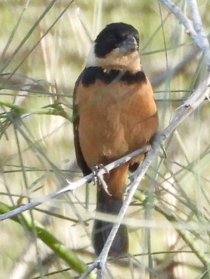 Cinnamon-rumped Seedeater - ML647379680