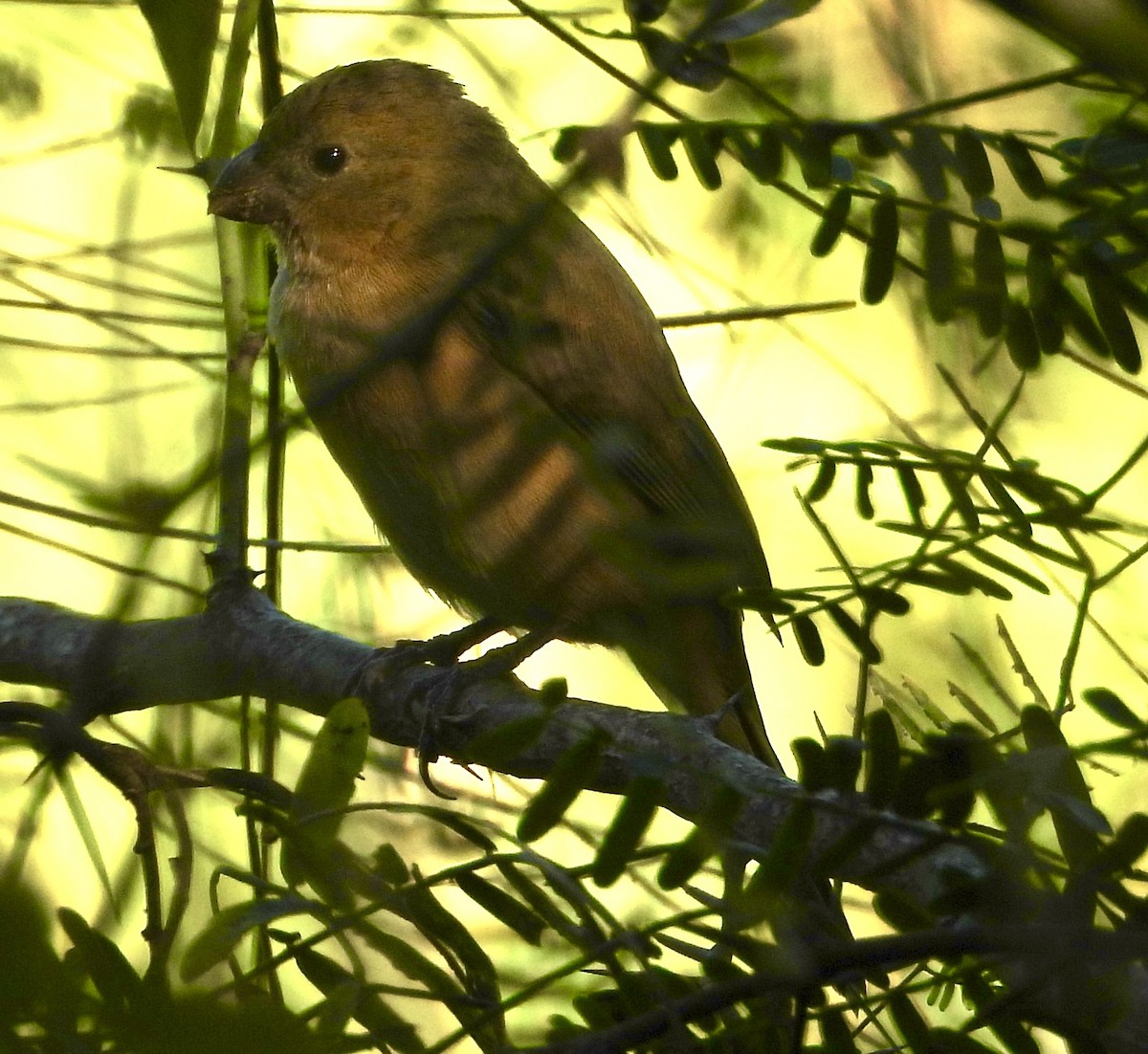 Cinnamon-rumped Seedeater - ML647379681
