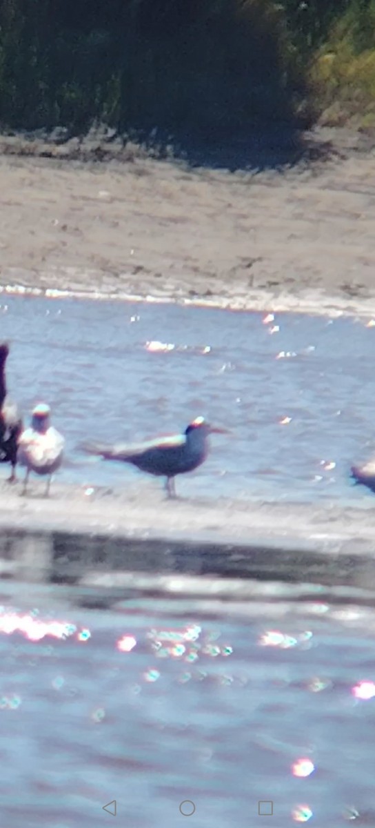 Common Tern - ML647379682