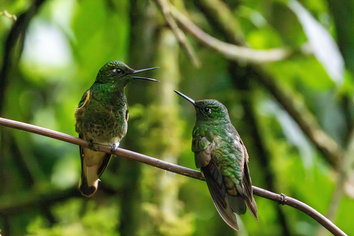 Buff-tailed Coronet - ML647379684