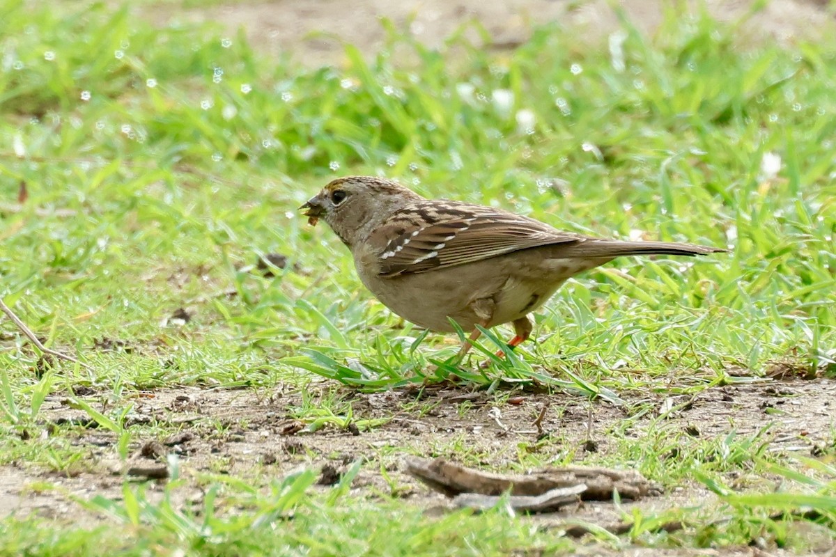Golden-crowned Sparrow - ML647379685