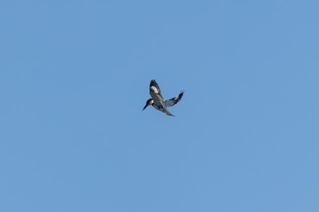 Belted Kingfisher - ML647379686