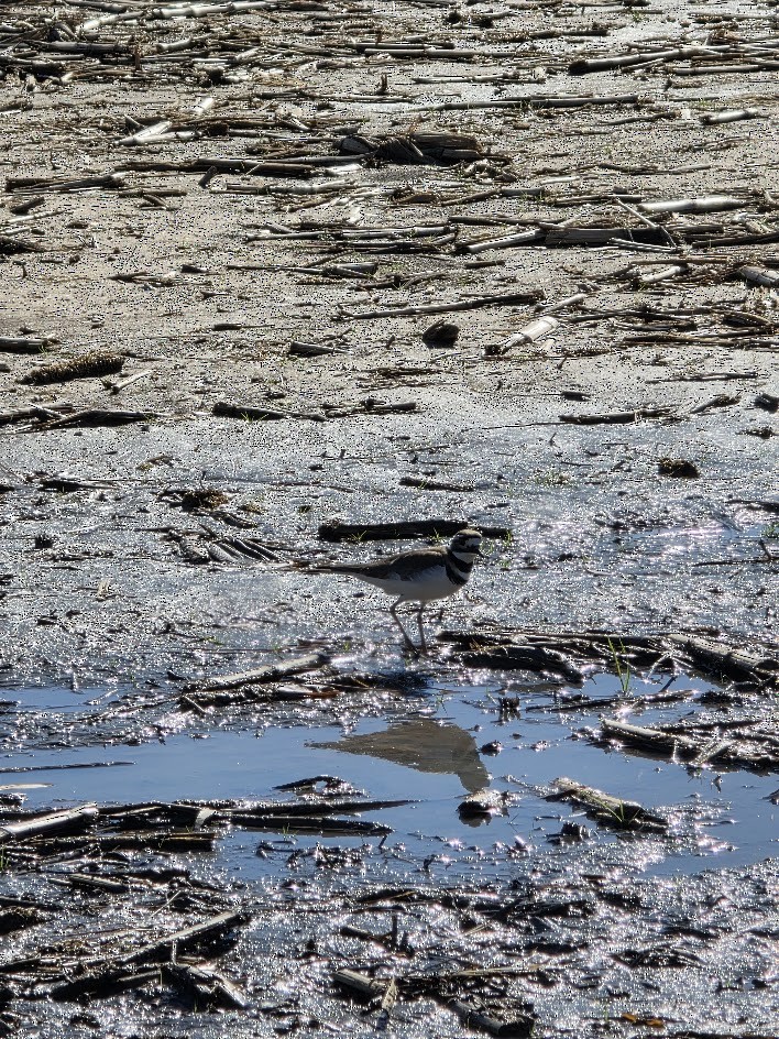 Killdeer - ML647379687