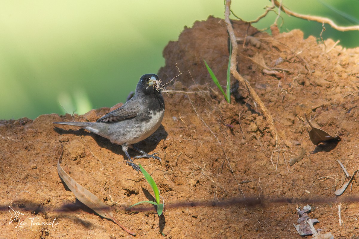 Dubois's Seedeater - ML647379691