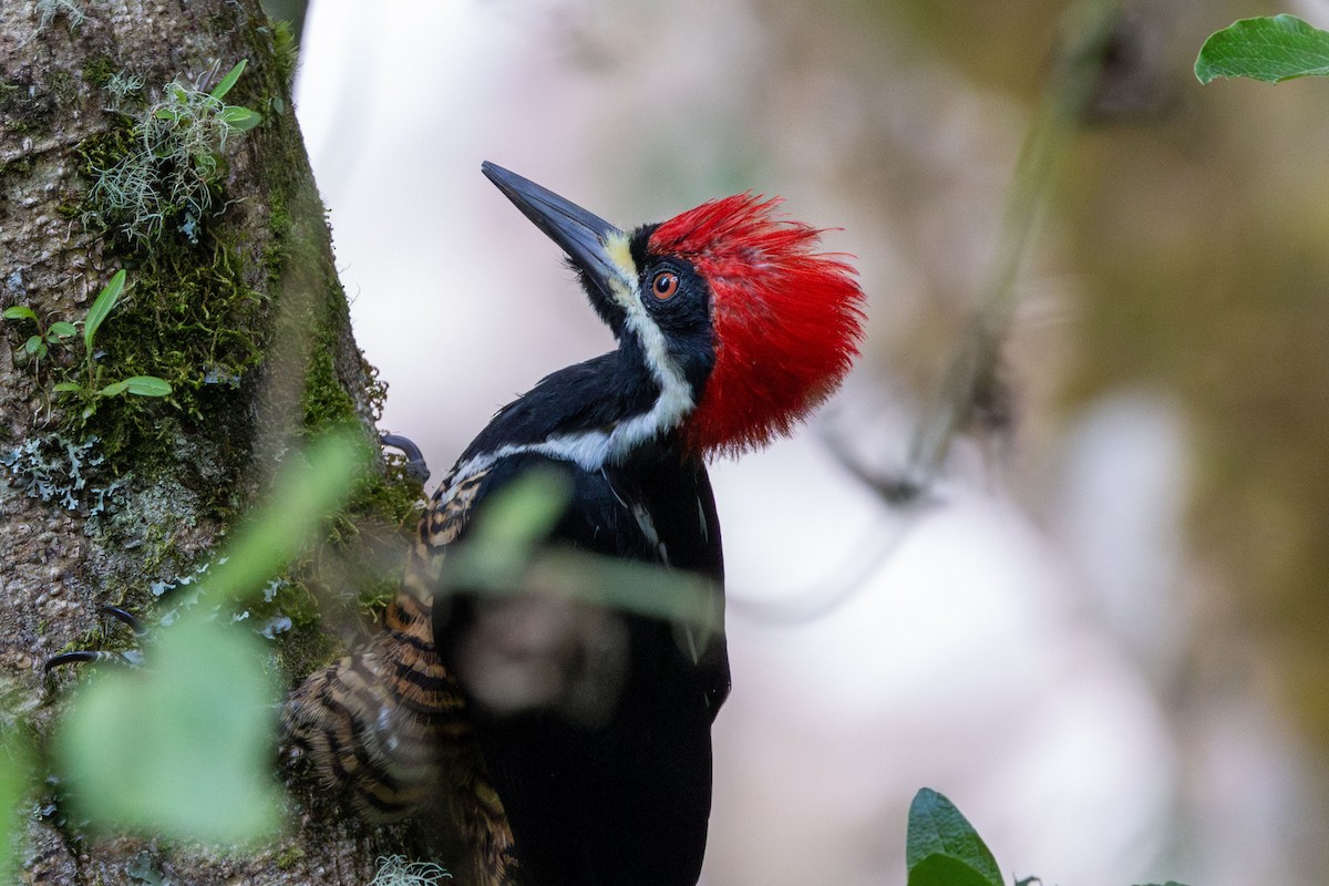 Powerful Woodpecker - ML647379693