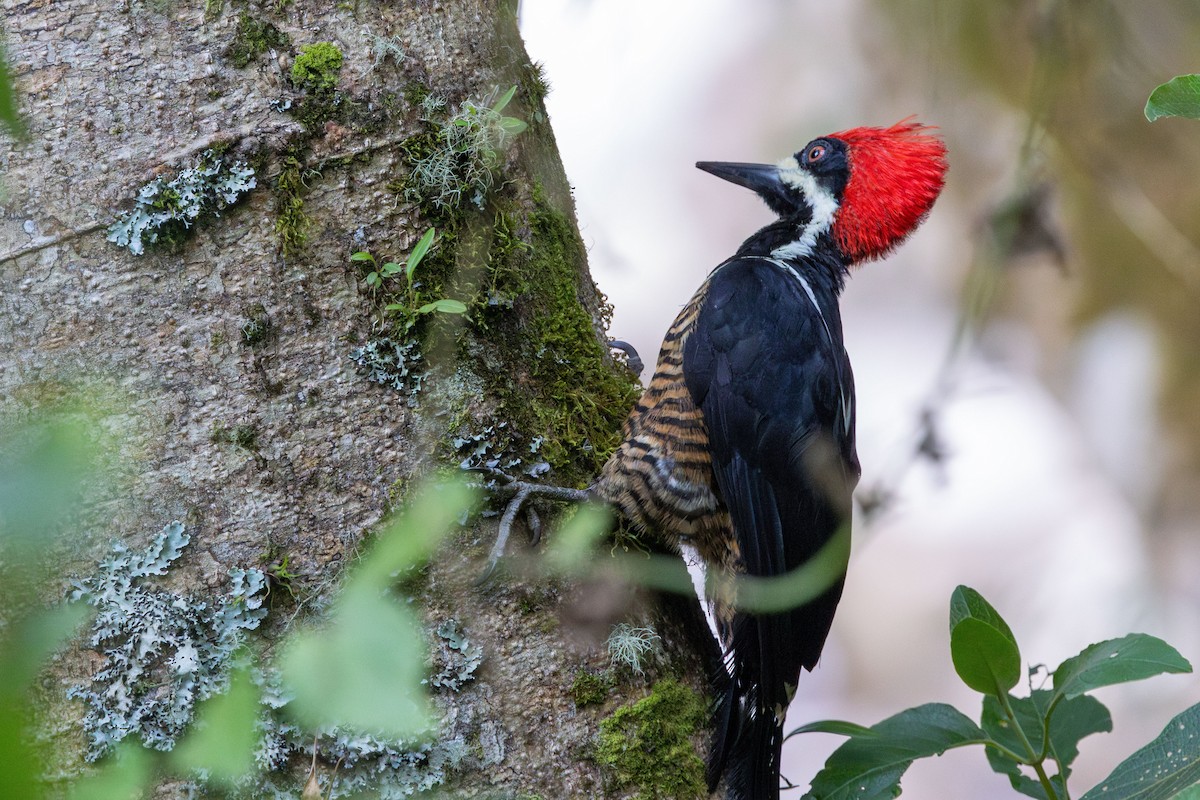 Powerful Woodpecker - ML647379695