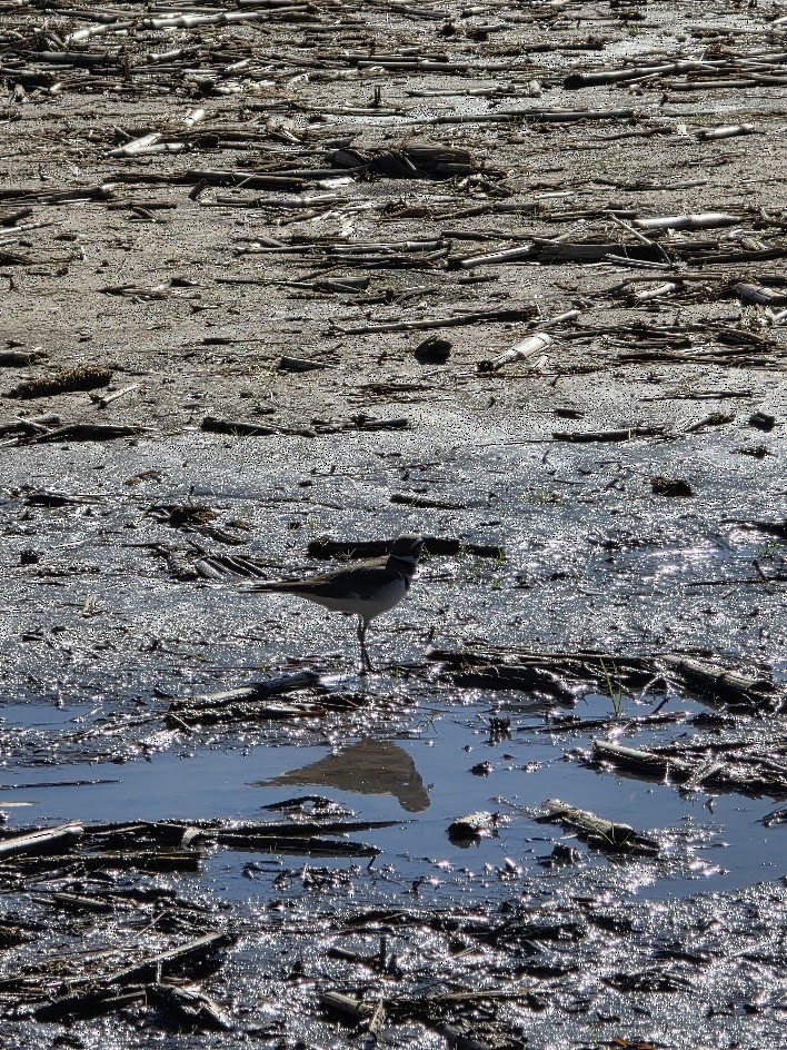 Killdeer - ML647379697