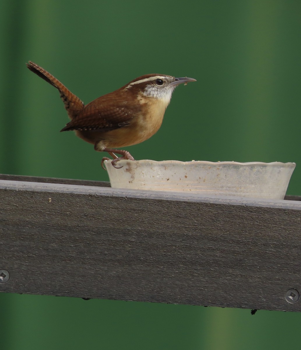 Carolina Wren - ML647379712