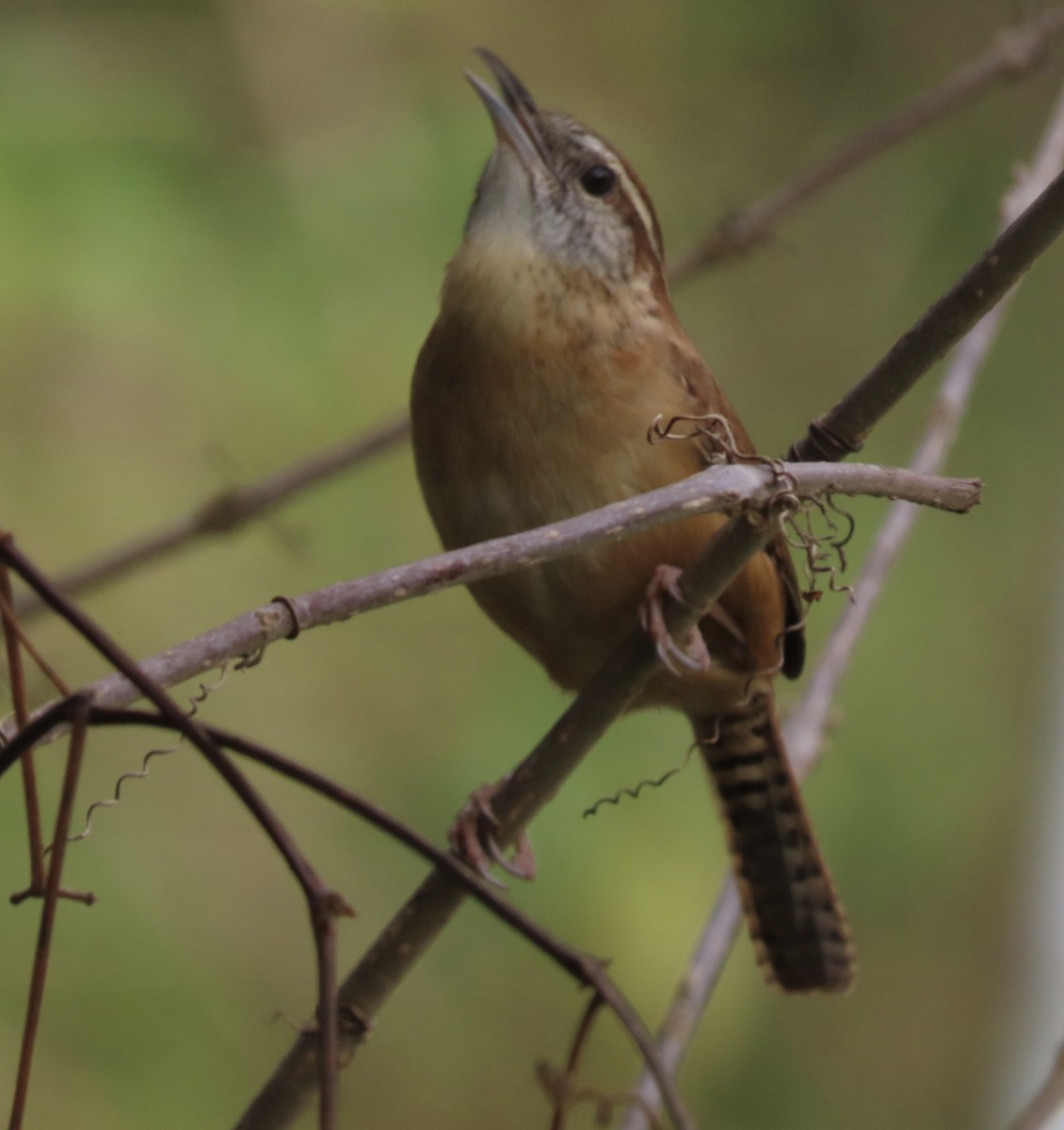 Carolina Wren - ML647379713