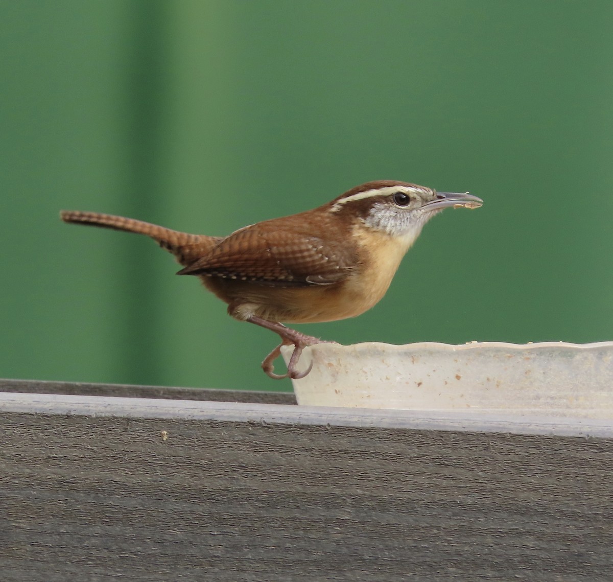 Carolina Wren - ML647379714