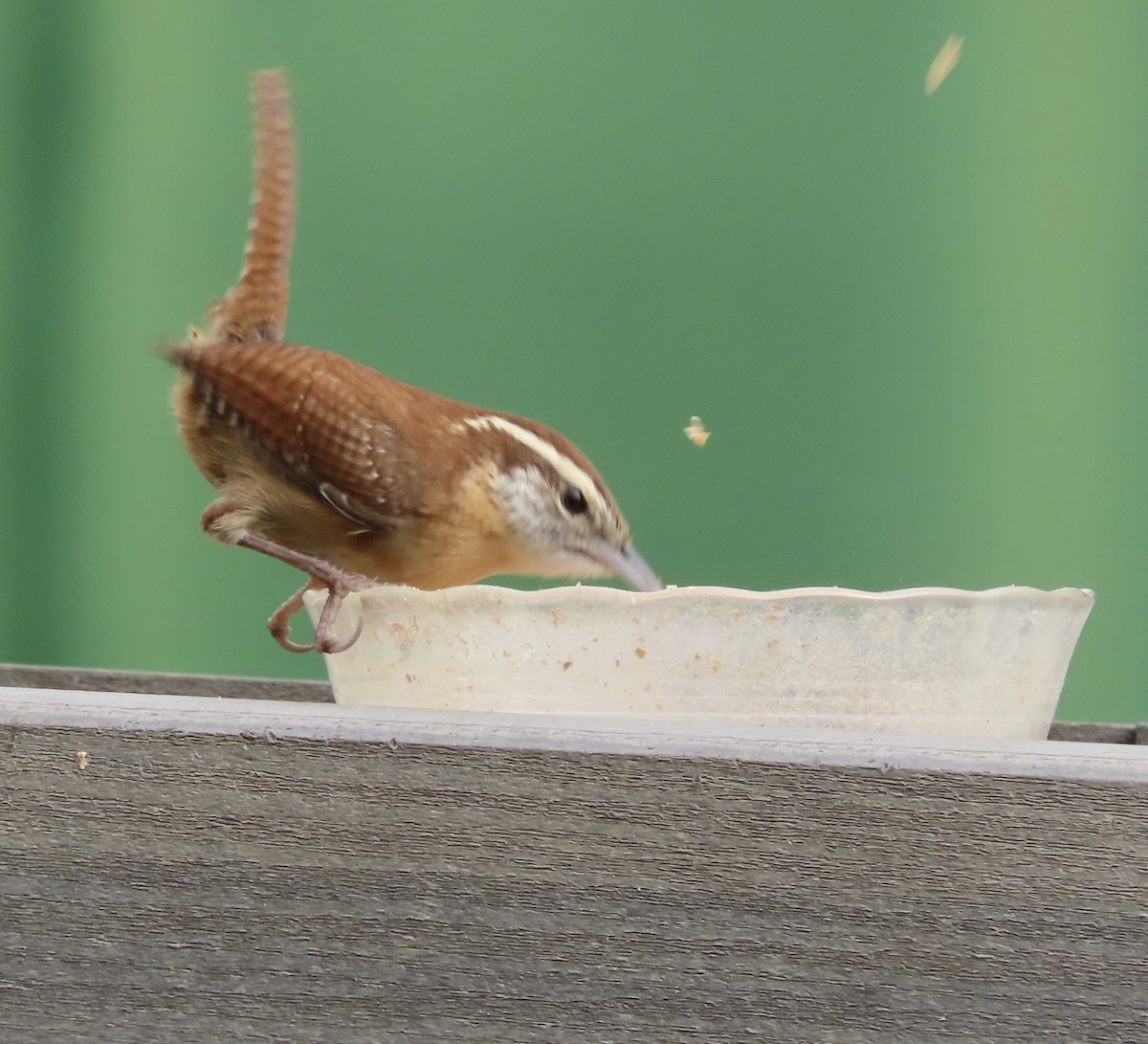 Carolina Wren - ML647379716