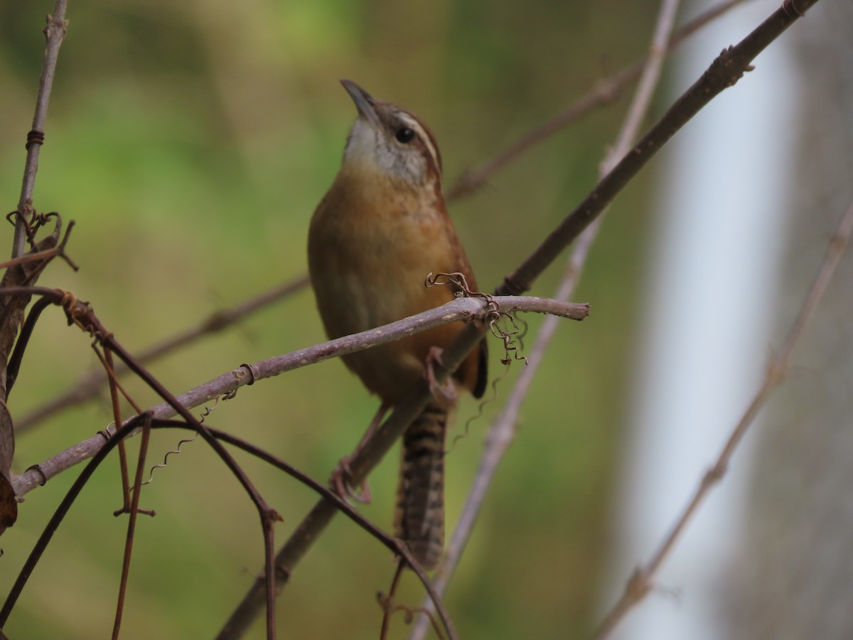 Carolina Wren - ML647379717