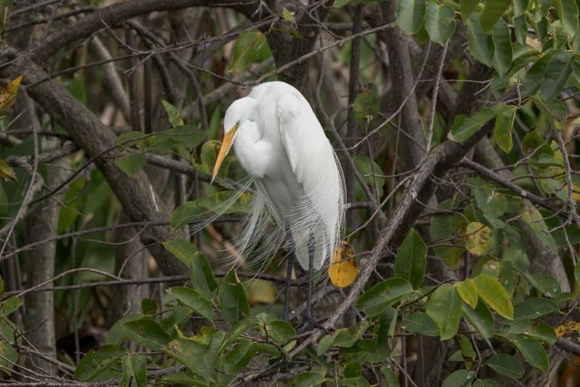 Great Egret - ML647379719