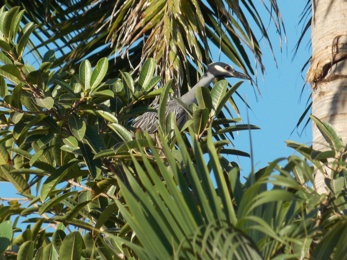 Sarı Tepeli Gece Balıkçılı - ML647379726