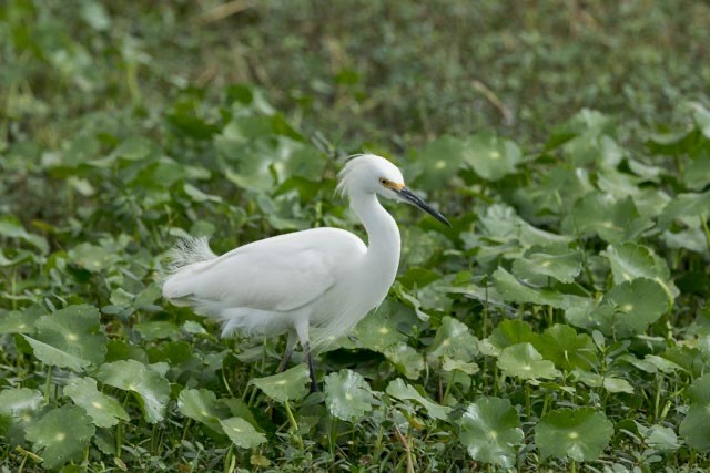 Snowy Egret - ML647379727