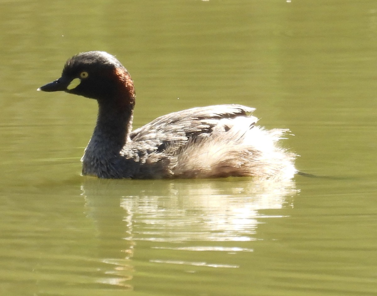Australasian Grebe - ML647379735