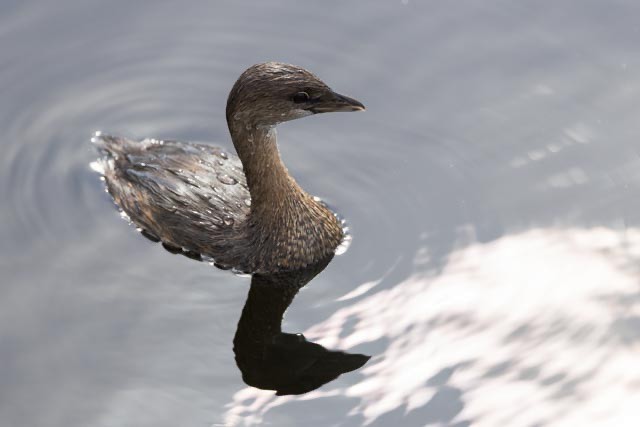 Pied-billed Grebe - ML647379740