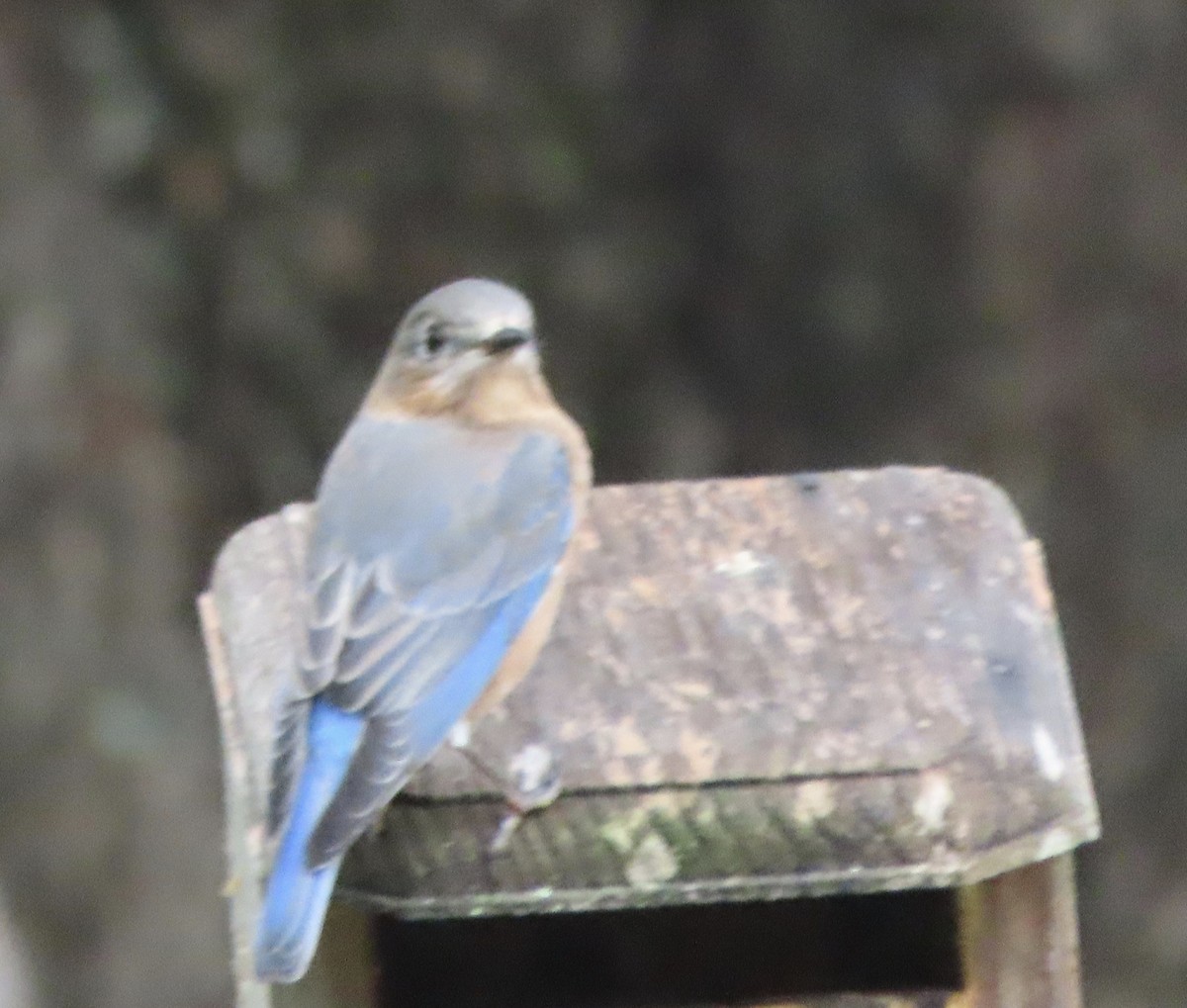 Блакитник східний - ML647379742