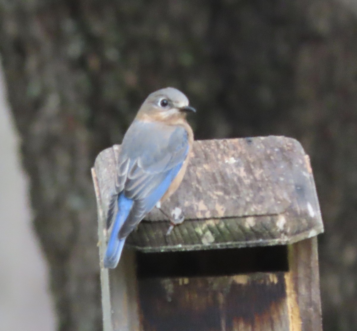 Блакитник східний - ML647379743