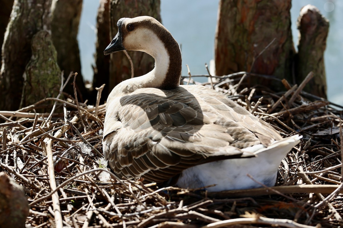 Гуска китайська (свійська) - ML647379745