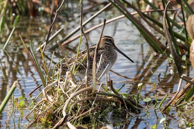 Wilson's Snipe - ML647379746