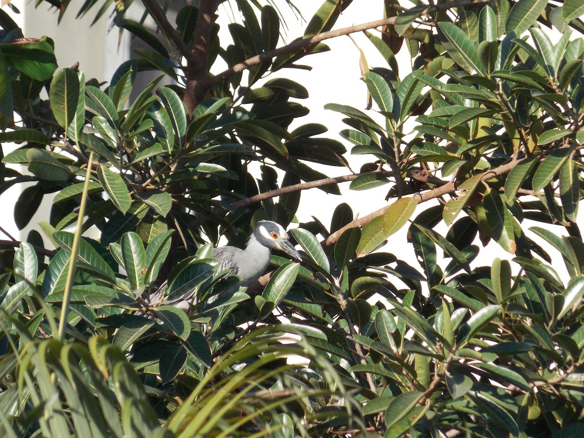 Sarı Tepeli Gece Balıkçılı - ML647379747