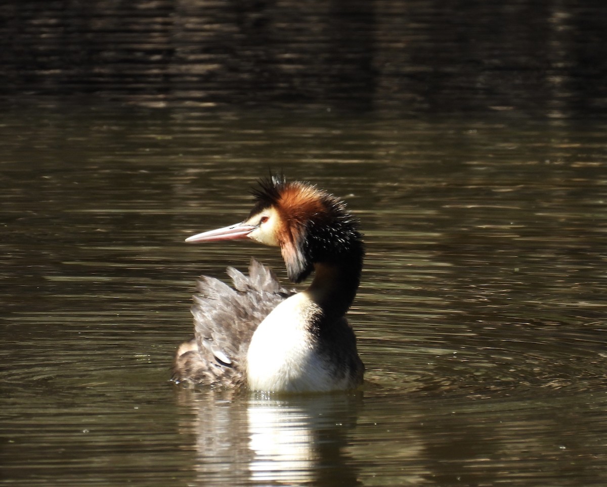 טבלן מצויץ - ML647379750