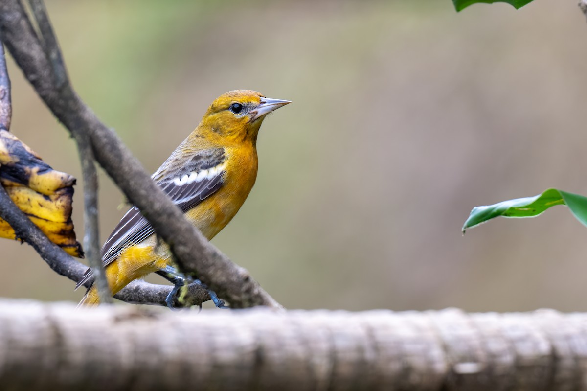 Балтиморский трупиал - ML647379752