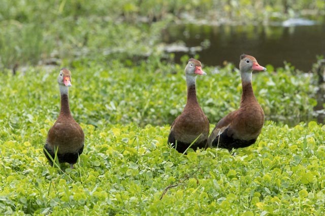 Black-bellied Whistling-Duck - ML647379755