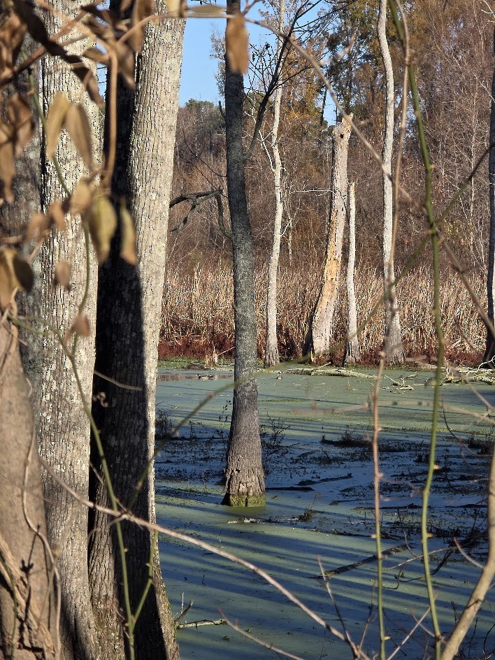 Canard branchu - ML647379759