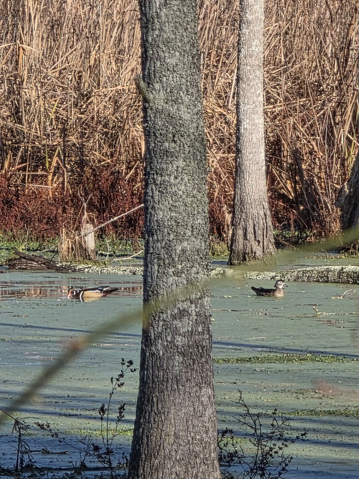 Canard branchu - ML647379762