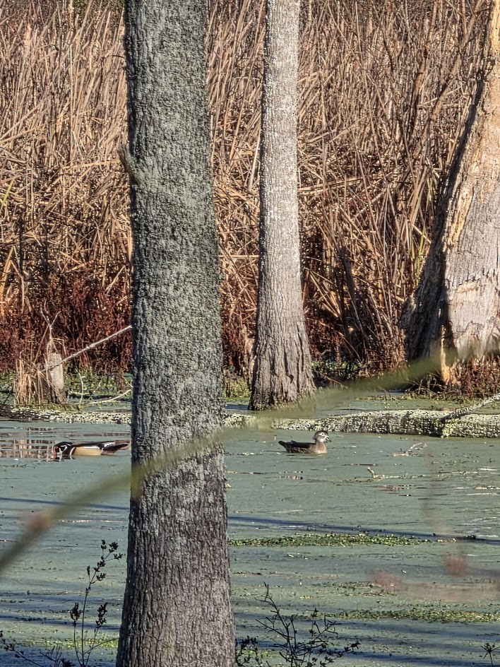 Canard branchu - ML647379763