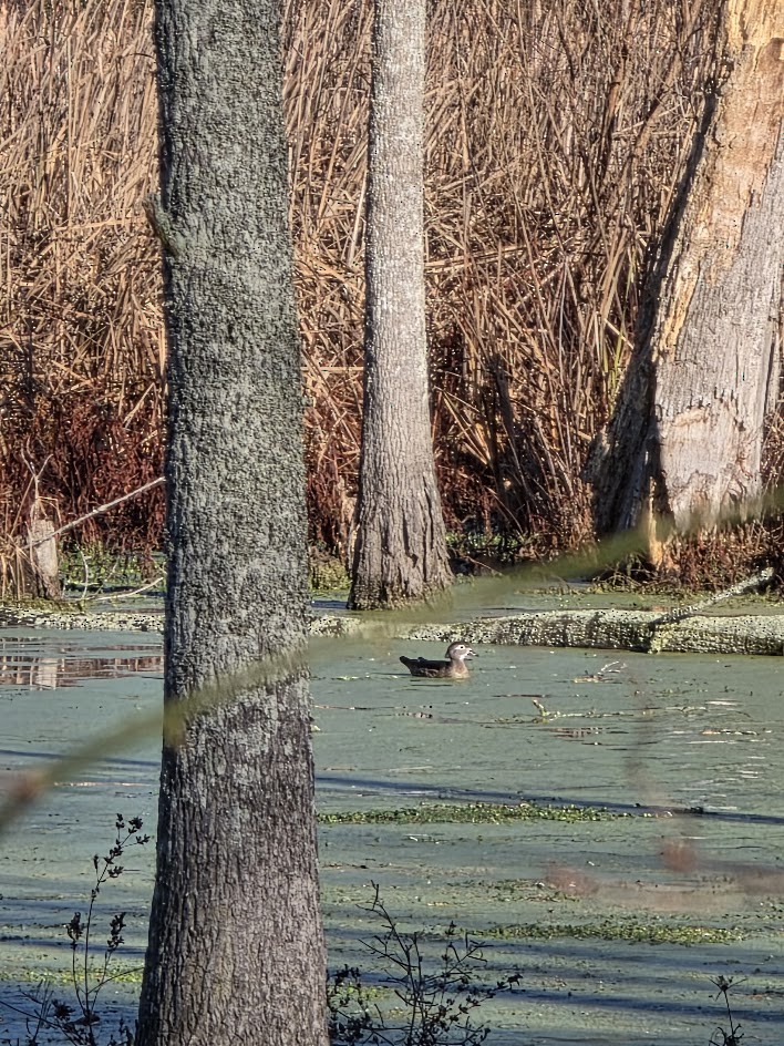 Canard branchu - ML647379765