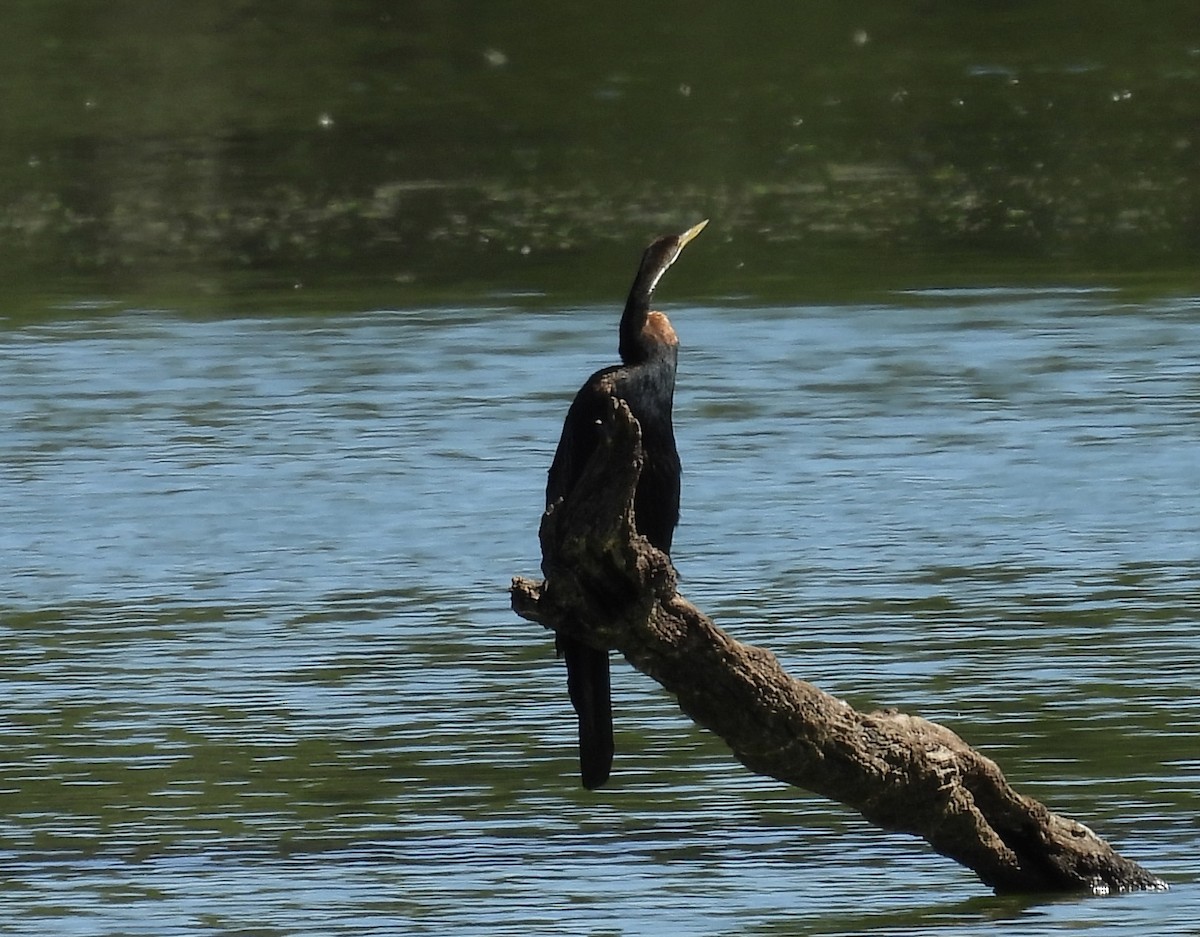 Australasian Darter - ML647379766