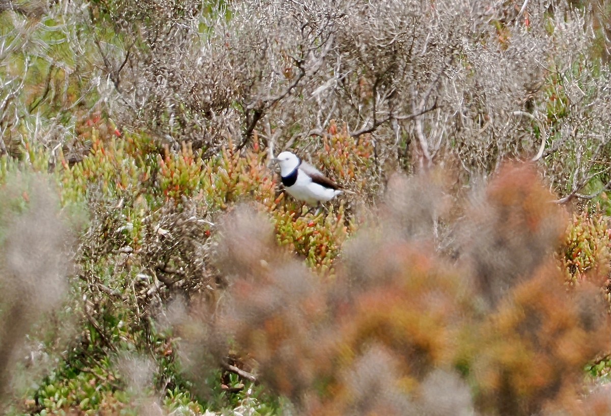 White-fronted Chat - ML647379769