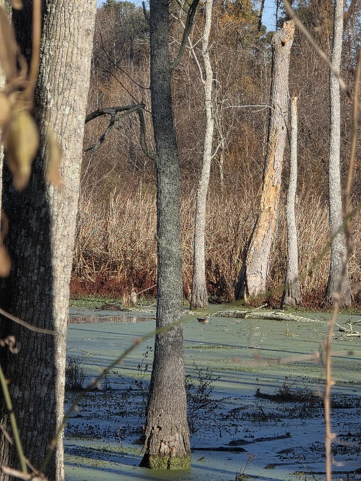 Canard branchu - ML647379770