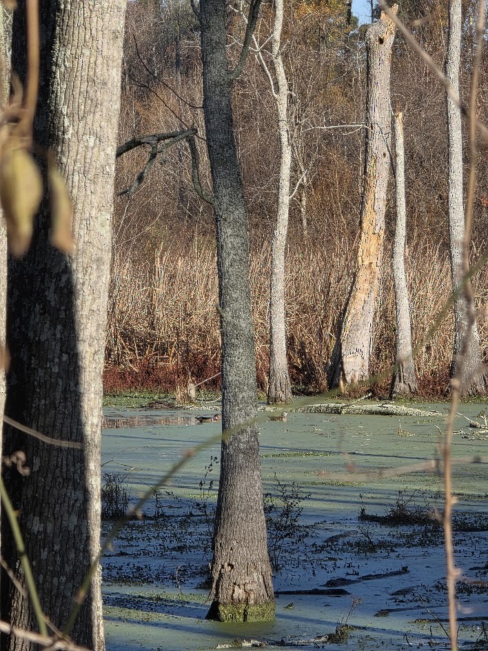 Canard branchu - ML647379775