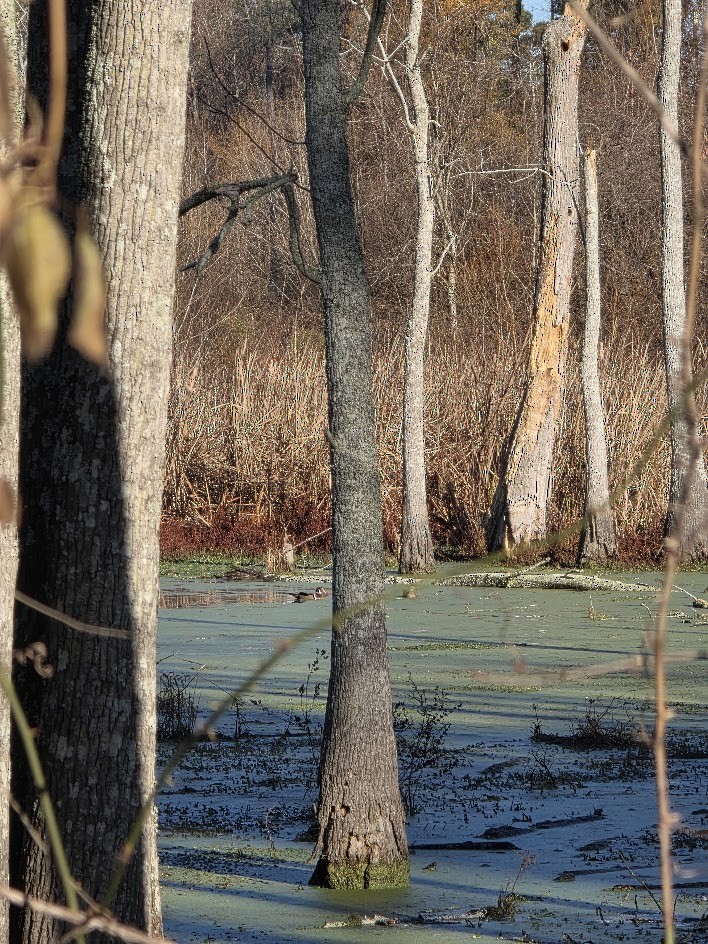 Canard branchu - ML647379777