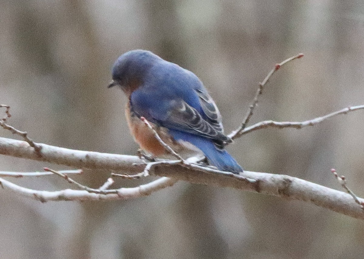 Блакитник східний - ML647379797