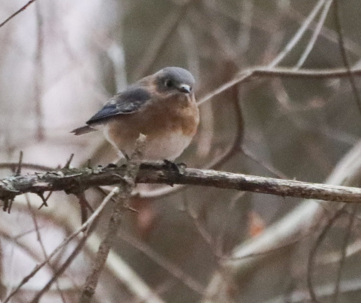 Блакитник східний - ML647379801