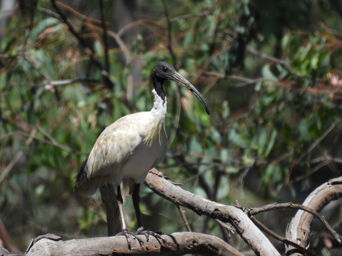 Australian Ibis - ML647379812