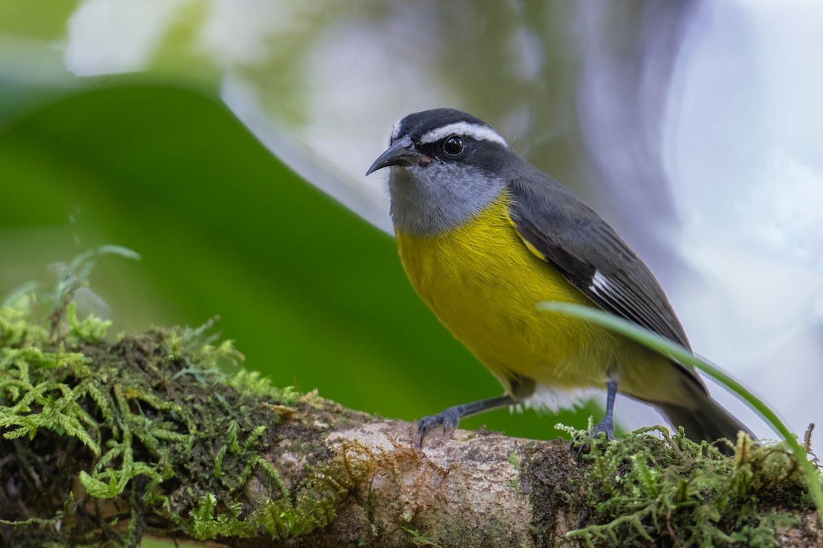 Sucrier à ventre jaune - ML647379817