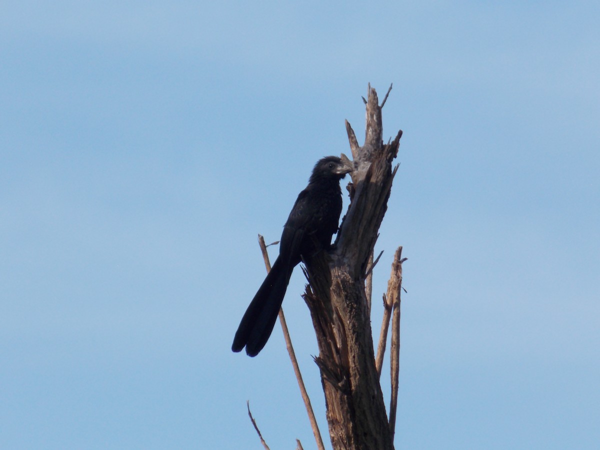 Groove-billed Ani - ML647379820