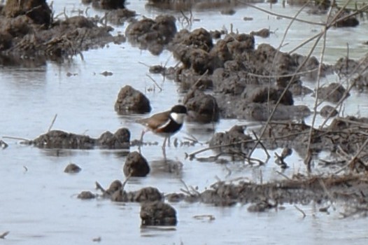 Red-kneed Dotterel - ML647379829